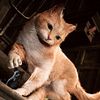 springthecat