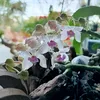 quangquang603
