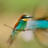 serinelablonde