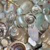 seashellecas