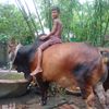 গরু প্রেমিক🐂 MD.HASAN AHMAD
