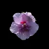 leonie.wptt