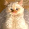 lucky._.kitty._.cat