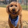 jagger.the.dood