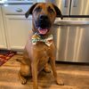 rufflifeofjameson