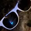 baileythedogisking