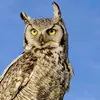 thewatchingowl