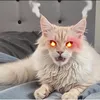 mainecoon47