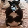 ijsbedisturb