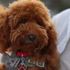 coconuttheredtoypoodle