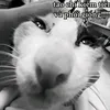 deocanbietok.chx