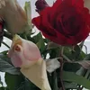 rajae82bel