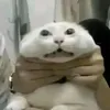 vuxsibidididdy