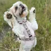 odjechany._shihtzu_