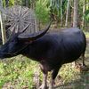 lokgajah