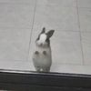 mrbunny_76