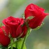 im_aida8