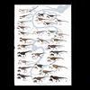daspletosaurus._