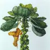 roasted_brusselsprout