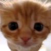 miau.pulgas25