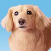 関東一可愛いダックス✩モナカ