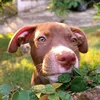 pitbullcacaau