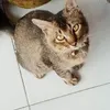 yennysidharta2