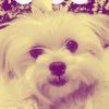 luludacutie581