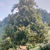 chaiw827