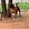 SHOWGUN BOERBOELS