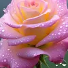 yasenarf_2