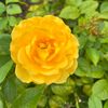 shellyrambhajan03