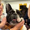 Sweeney The Frenchie