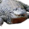 Jacaré da Angola🍸🐊🇦🇴