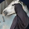 sehed_12