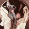 sphynx_in_ukraine