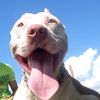 Drako pitbull