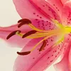 floriia6