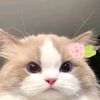 ndyyoktvyy