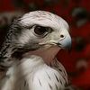 mohamad_505__