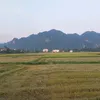 duclamchi