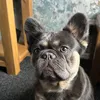 poppy_fluffy_frenchie