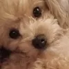 little_moki2