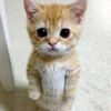 iray_n