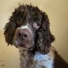 olliethemaltesespringer