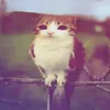 whatdafart_8783