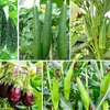 Home Gardening UK