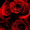 umfahad1502