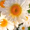 amira.mhamad126
