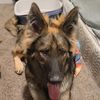 tha_dog_father81